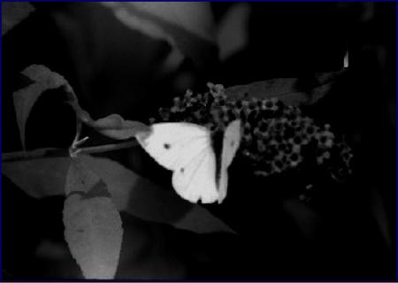 papillon